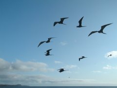 04-Frigatebirds accompany the ship